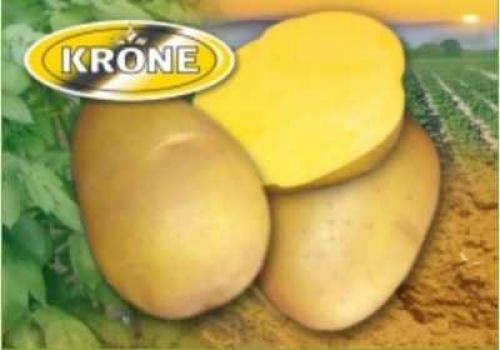 Сорта картофеля для хранения на зиму, как выбрать. Отзывы о сортах картофеля 03