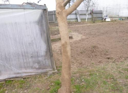 Оголенный ствол яблони. Лечение поврежденного ствола яблони: эксперимент