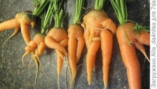 Приспособление для посадки моркови. Чтобы морковка ровной была