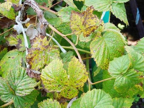 Дырявые листья малины. Белая пятнистость
