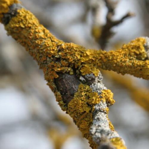 Болезни яблони на стволе. Как бороться с лишайниками, мхами и грибами на яблоне