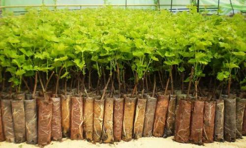 Как подготовить черенки винограда осенью. Заготовка черенков 02 Как подготовить черенки винограда осенью. Заготовка черенков 02