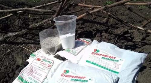 Виноград после плодоношения. Подкормка винограда на зиму