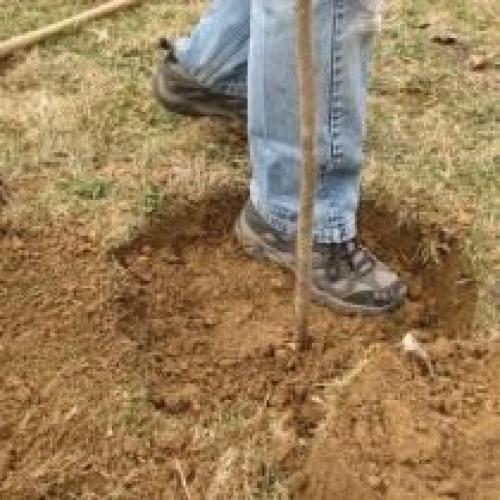 Как правильно выбрать место для посадки груши. Выбор места и посадка груши