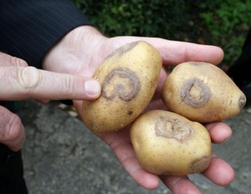 Картофель сгнил в земле. Почему картофель гниёт после уборки: спасаем урожай