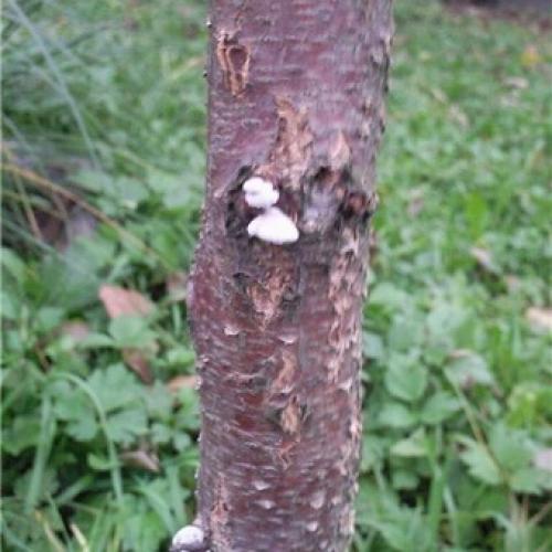 Болезни яблони на стволе. Как бороться с лишайниками, мхами и грибами на яблоне