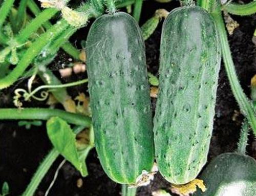 Сорта огурцов для северо-запада. Тепличные самоопыляемые сорта