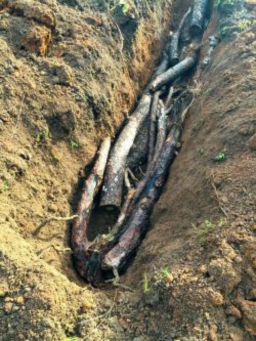 Посадка малины направление рядов. Выбор участка для посадки малины 04 Посадка малины направление рядов. Выбор участка для посадки малины 04