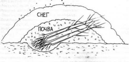 Посадка яблонь. Когда сажать яблоню весной, в, каком месяце: сроки
