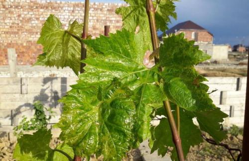 Почему виноград не плодоносит. Почему не плодоносит виноград 04