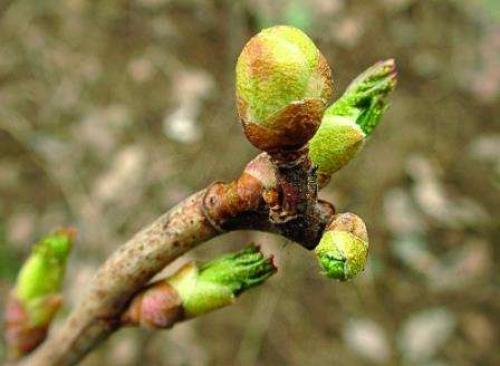 Вредители смородины –, как определить?