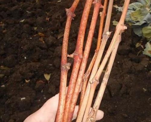 Размножение малины зелеными черенками. Размножение одеревеневшими черенками