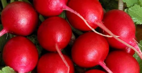 Сорта редиса устойчивые к стрелкованию. Красные сорта 19