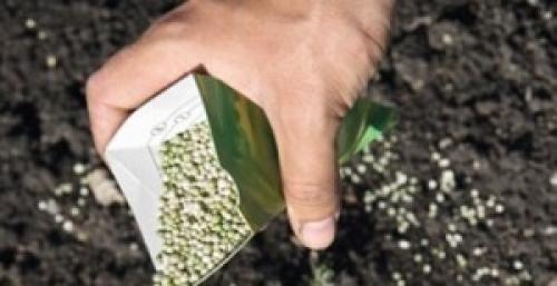 Чем подкормить колоновидные яблони осенью. Как вырастить?