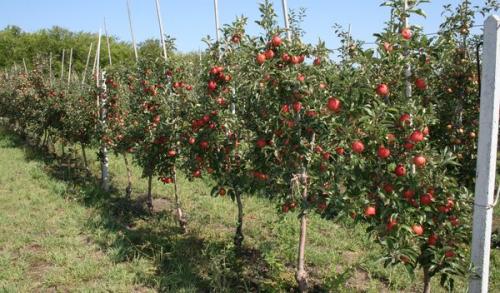 Осенняя посадка яблонь в подмосковье. Когда лучше сажать яблоню – весной или осенью и от чего это зависит