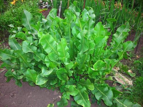 Какие овощи любят тень и влагу. Какие овощи можно посадить в тени