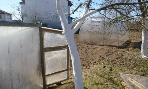 Оголенный ствол яблони. Лечение поврежденного ствола яблони: эксперимент