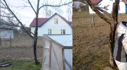 Оголенный ствол яблони. Лечение поврежденного ствола яблони: эксперимент