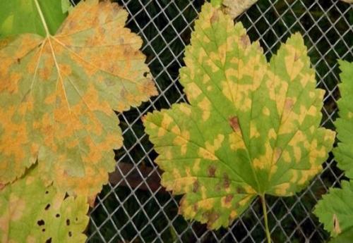 Скручиваются и желтеют листья смородины. Болезни 01