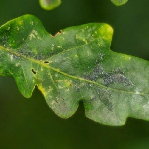 Болезни яблони на стволе. Как бороться с лишайниками, мхами и грибами на яблоне