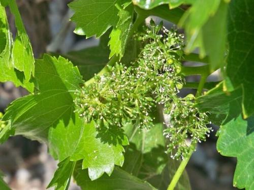 Виноград цветет, но не завязывается. Что делать при осыпании завязи винограда