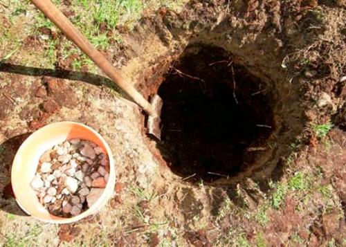 Как посадить яблоню в глинистую почву. 5 главных правил посадки яблони на глинистой почве