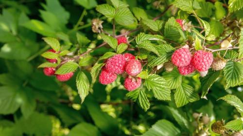 Как посадить малину вдоль забора. Посадка малины