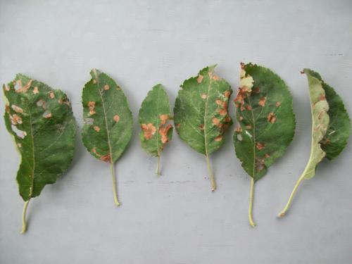 Болезни яблонь на листьях. Парша