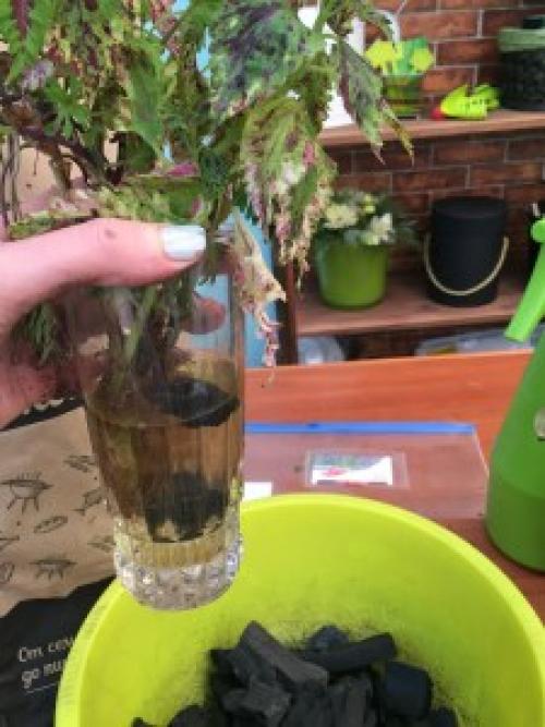 Мульчирование древесным углем. УГОЛЬ – ПОЛЕЗНЫЕ СВОЙСТВА ДЛЯ ПОЧВЫ