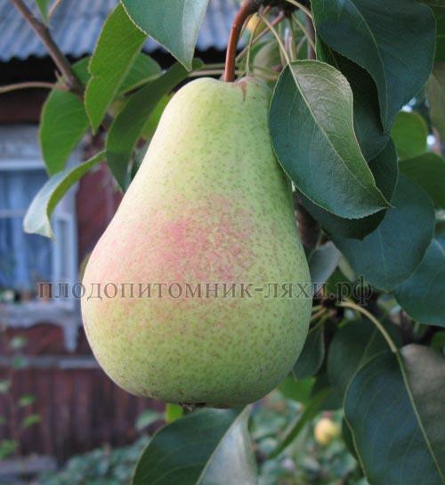 Сорта ГРУШИ для тверской области. Груша для тверской области сорта