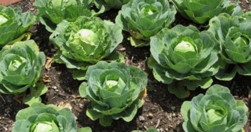 Полив капусты осенью. Капельный полив капусты