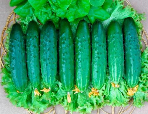 Сорта огурцов для ленинградской области для теплиц и открытого грунта. Сорта для теплиц