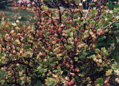 Как ухаживать осенью за крыжовником. Крыжовник осенью: уход, обрезка и подкормка 02 Как ухаживать осенью за крыжовником. Крыжовник осенью: уход, обрезка и подкормка 02