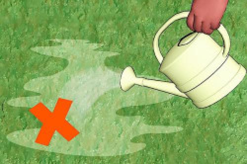 Почему растет мох в огороде. Причины появления мха 06