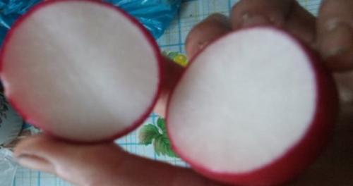 Сорта редиса устойчивые к стрелкованию. Красные сорта 12