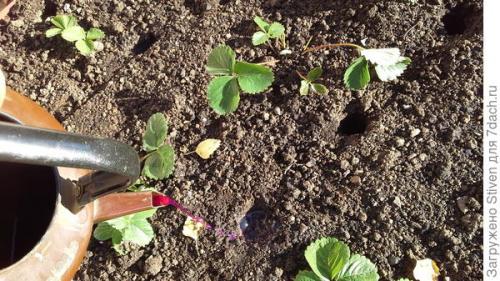 Приспособление для посадки чеснока. Супер приспособление для посадки чеснока