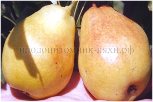 Сорта ГРУШИ для тверской области. Груша для тверской области сорта