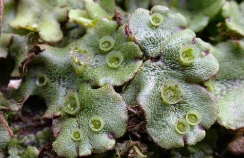 Земля на грядках зеленеет, что делать. Почему почва покрывается мхом и что с этим делать