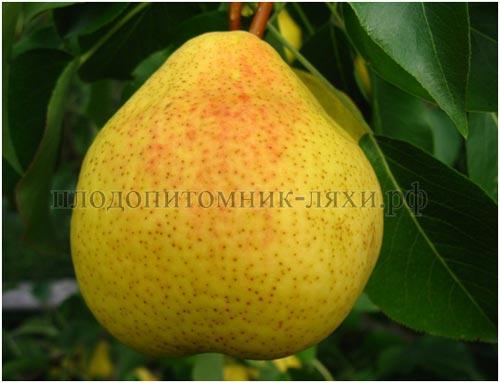 Сорта ГРУШИ для тверской области. Груша для тверской области сорта