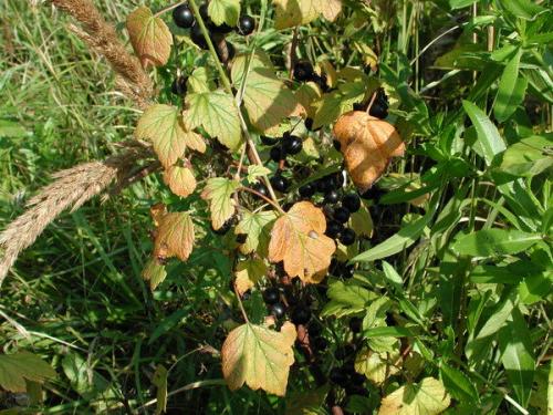 Засыхают ветки смородины с ягодами. Смородина засыхает вместе с плодами - причины и способы лечения