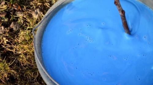 Обработка винограда осенью от оидиума. Чем обработать виноград осенью от мучнистой росы