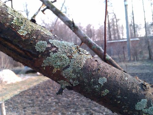 Болезни яблонь на листьях. Парша