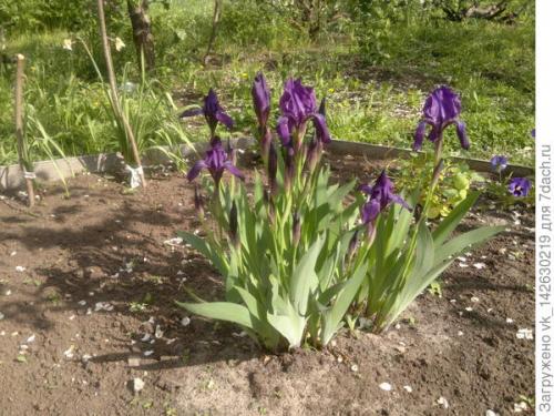 Какие овощи можно посадить под деревьями. Комментарии к записи (стр. 1)