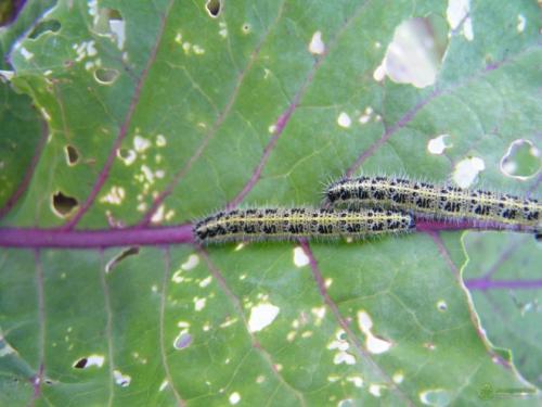 На капусте гусеницы, как бороться. Какие гусеницы едят капусту 04 На капусте гусеницы, как бороться. Какие гусеницы едят капусту 04