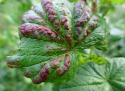 Скручиваются и желтеют листья смородины. Болезни 07