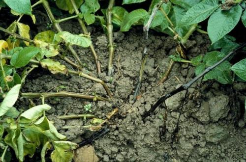 Почему картофель гниет в земле, что делать. Почему вянут клубни картофеля в земле: разбираемся с проблемой 07 Почему картофель гниет в земле, что делать. Почему вянут клубни картофеля в земле: разбираемся с проблемой 07