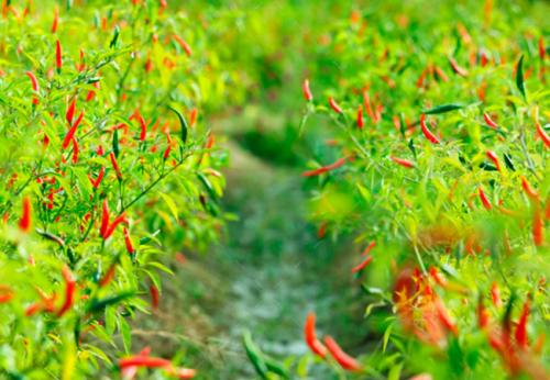 Как обрезать перец чили. Выращивание перца чили в огороде