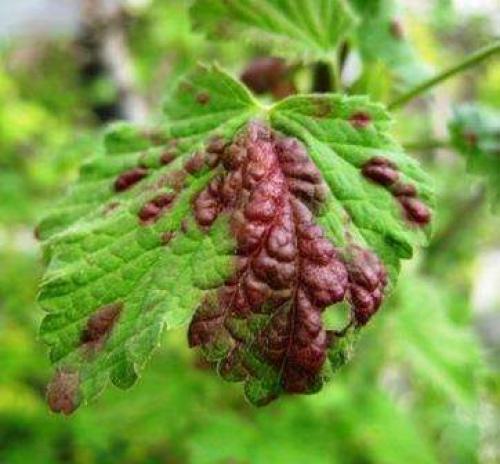 Вредители смородины –, как определить?