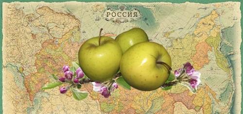 Посадка яблонь. Когда сажать яблоню весной, в, каком месяце: сроки