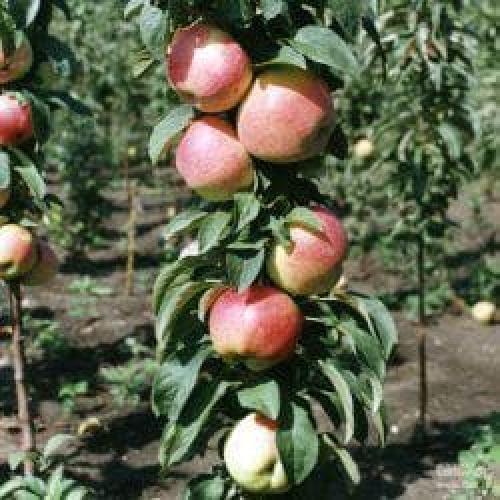 Колоновидная яблоня валюта. Описание и характеристика